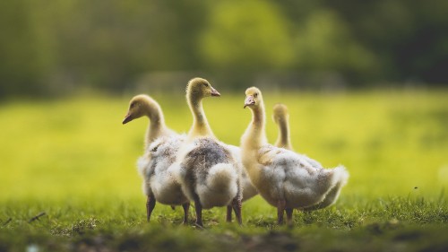 Image duck, birds, bird, plant, natural landscape