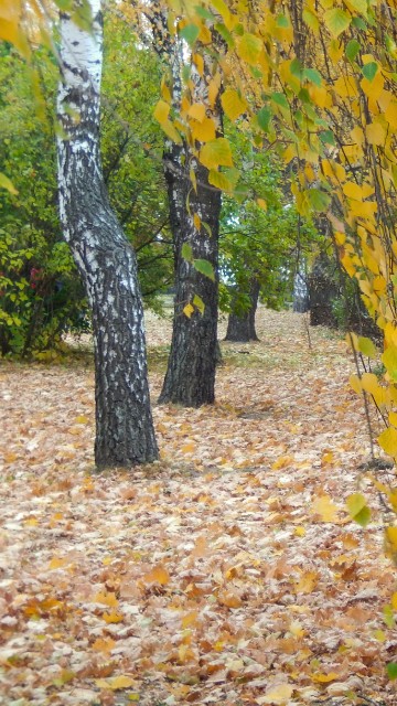 Image yellow and brown leaves on ground