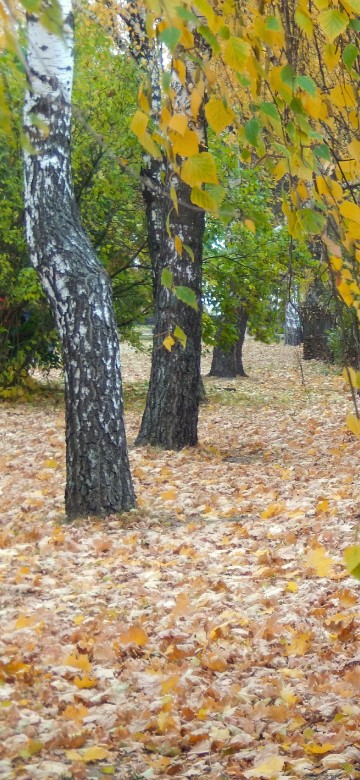 Image yellow and brown leaves on ground