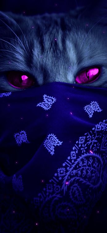 Gato, Morado, Carnívoro, Violeta, Magenta. Wallpaper in 1080x2340 Resolution