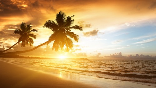 Image palm tree near sea during sunset