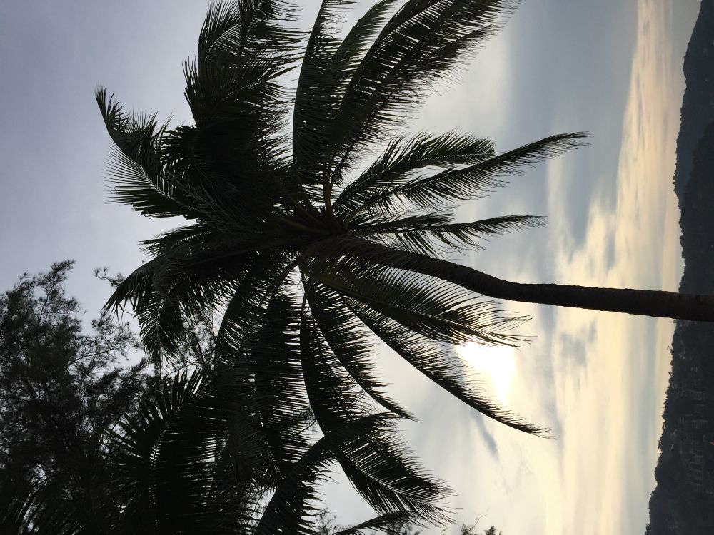 Palmera, Fecha de la Palma, Planta Leñosa, la Luz Del Sol, Planta Terrestre. Wallpaper in 3264x2448 Resolution