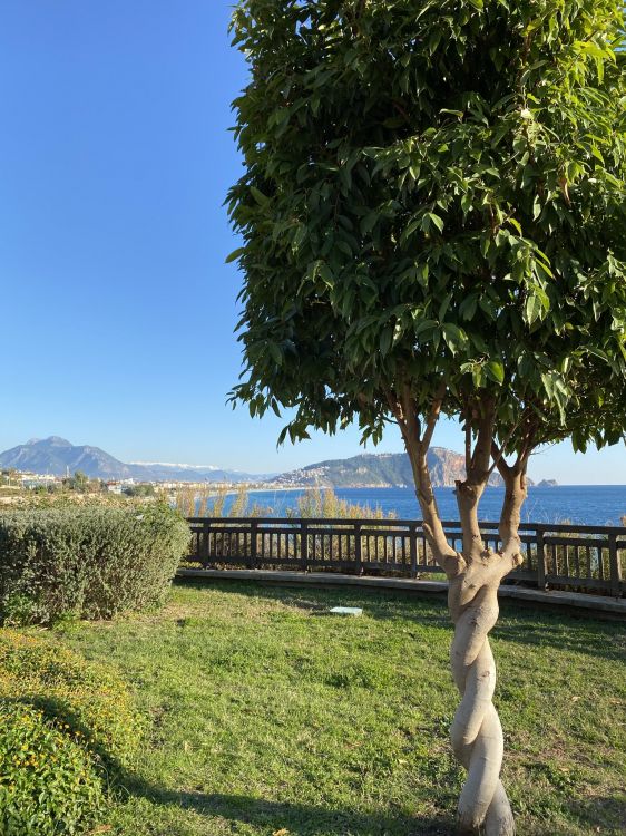 科学, 生物学, 性质, 植被, 土地很多 壁纸 1536x2048 允许