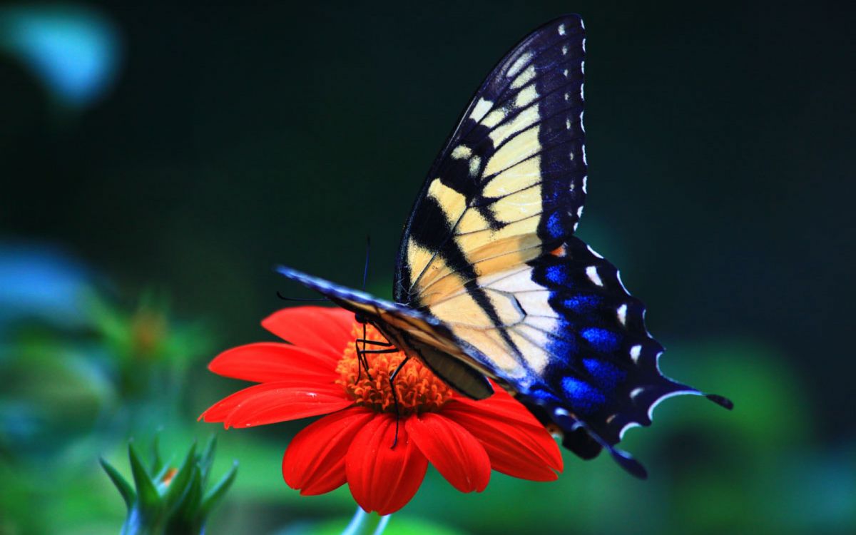 Tiger Swallowtail Butterfly Perched on Orange Flower in Close up Photography During Daytime. Wallpaper in 2880x1800 Resolution