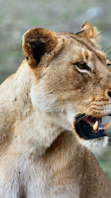 Image brown lioness on green grass during daytime