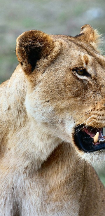 Image brown lioness on green grass during daytime