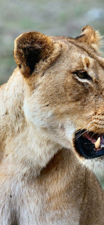 Image brown lioness on green grass during daytime