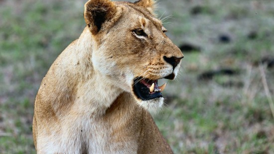 Image brown lioness on green grass during daytime
