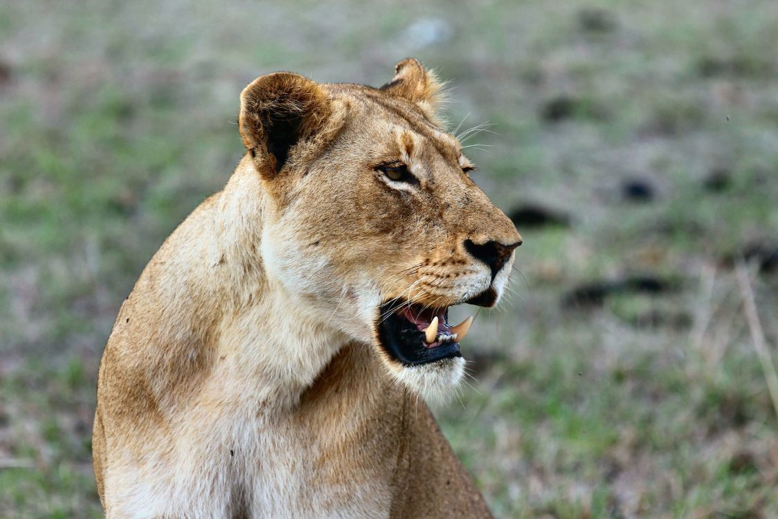 Brown Lioness on Green Grass During Daytime. Wallpaper in 4924x3283 Resolution