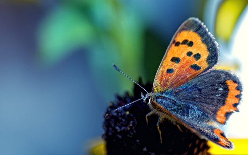 Image brown and blue butterfly perched on black flower in close up photography during daytime