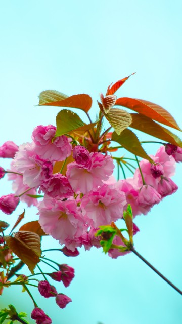 Image pink flower with green leaves