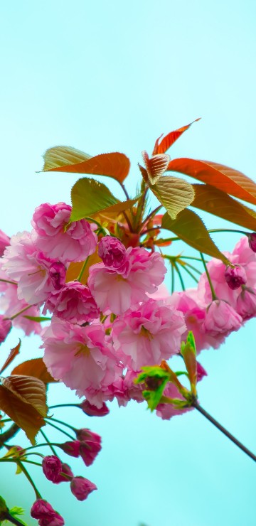Image pink flower with green leaves