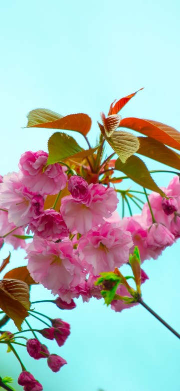 Image pink flower with green leaves