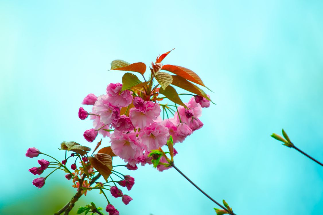 Pink Flower With Green Leaves. Wallpaper in 4928x3280 Resolution