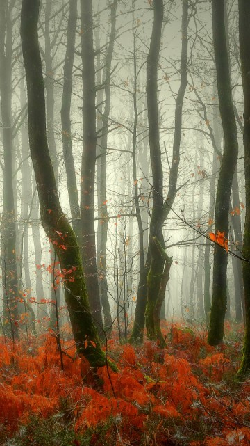 Image brown trees with red leaves