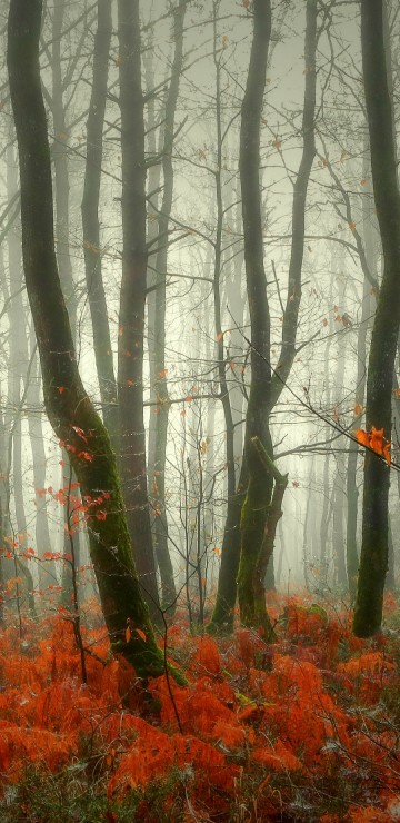 Image brown trees with red leaves