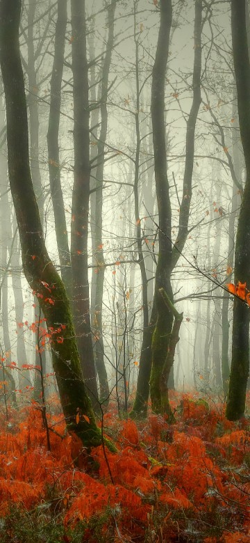 Image brown trees with red leaves