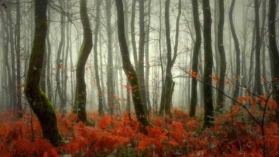 Image brown trees with red leaves