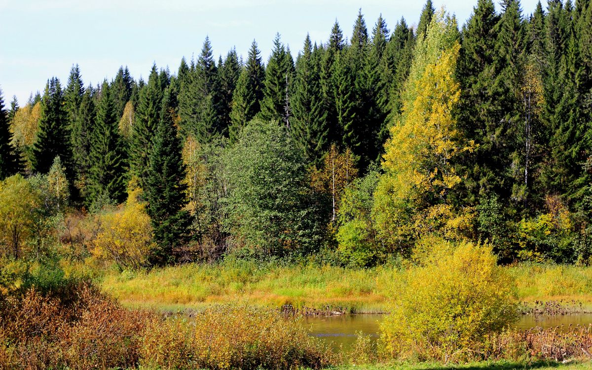 Grüne Bäume in Der Nähe Von Gewässern Tagsüber Water. Wallpaper in 2880x1800 Resolution