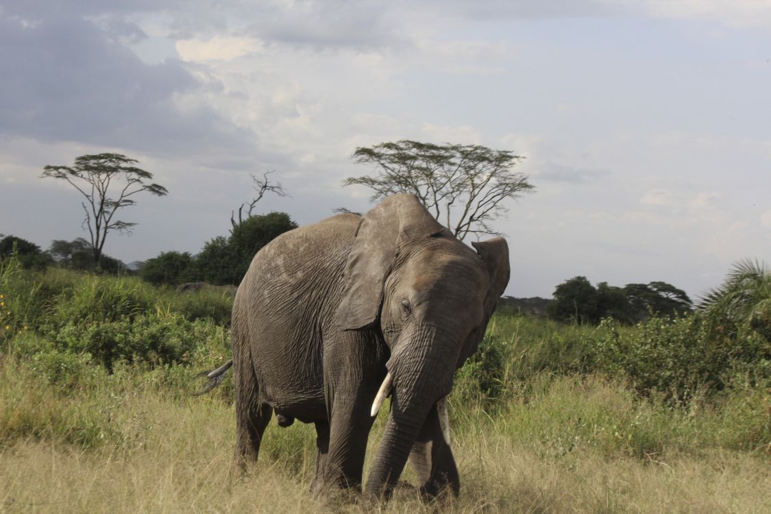 brown elephant on green grass field during daytime