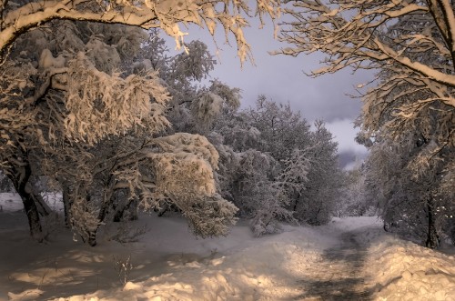 Image snow covered trees during daytime