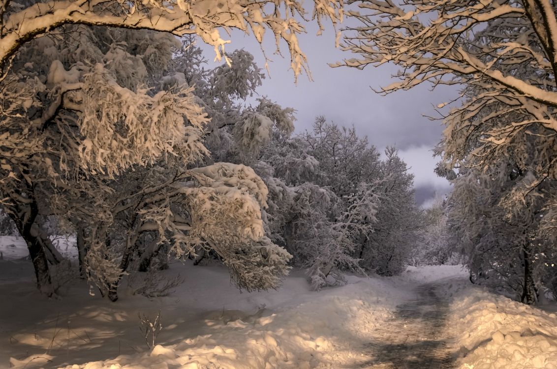 snow covered trees during daytime