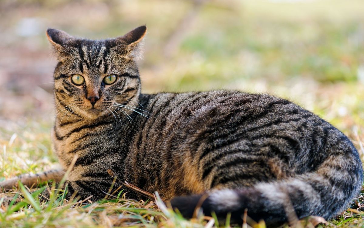 Brown Tabby Cat on Green Grass During Daytime. Wallpaper in 2560x1600 Resolution