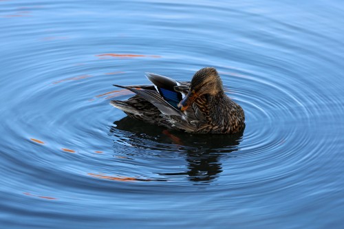 Image brown duck on water during daytime