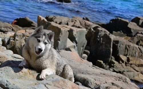 Image white siberian husky on rock formation near body of water during daytime