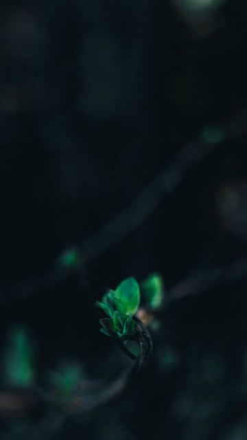 Image green, black, water, turquoise, light
