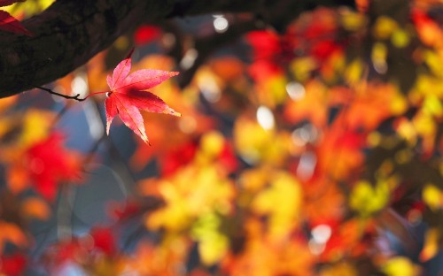 Image red and yellow maple leaves