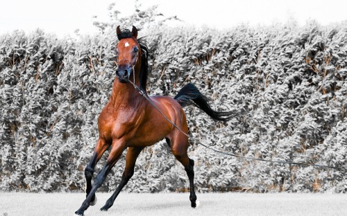 Image brown horse on gray concrete road during daytime