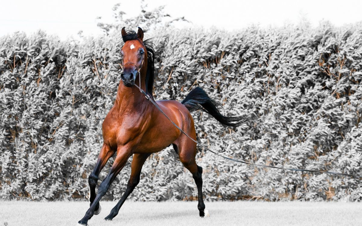 brown horse on gray concrete road during daytime