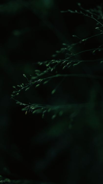 Negro, Verde, Naturaleza, Agua, Luz. Wallpaper in 3064x5456 Resolution