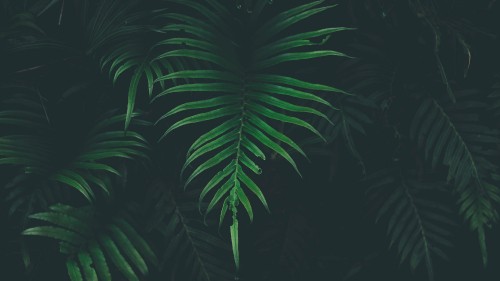 Image green palm plant during nighttime