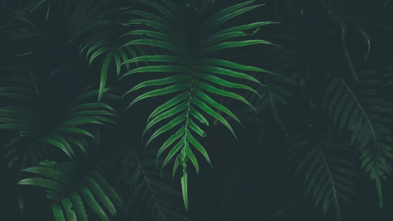 green palm plant during nighttime