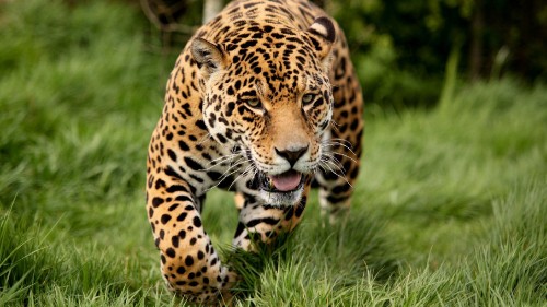 Image brown and black leopard on green grass during daytime