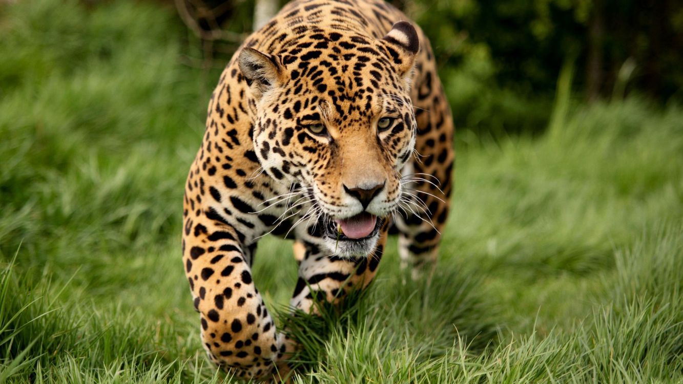 brown and black leopard on green grass during daytime