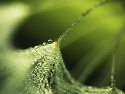 Image water droplets on green leaf