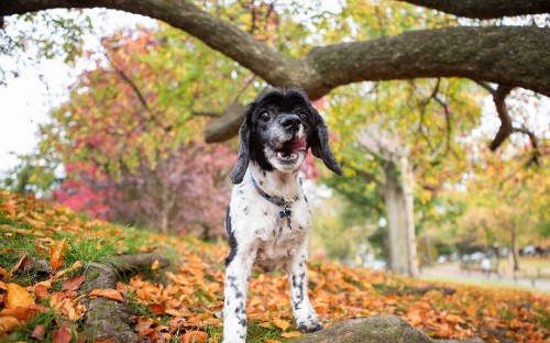 Image black and white short coated dog standing on brown and green grass during daytime