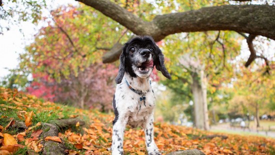 Image black and white short coated dog standing on brown and green grass during daytime