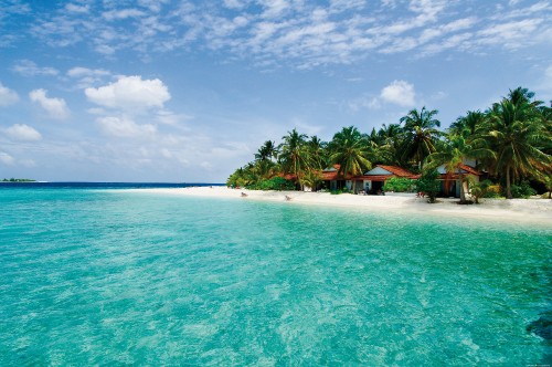 Image green palm trees on beach during daytime