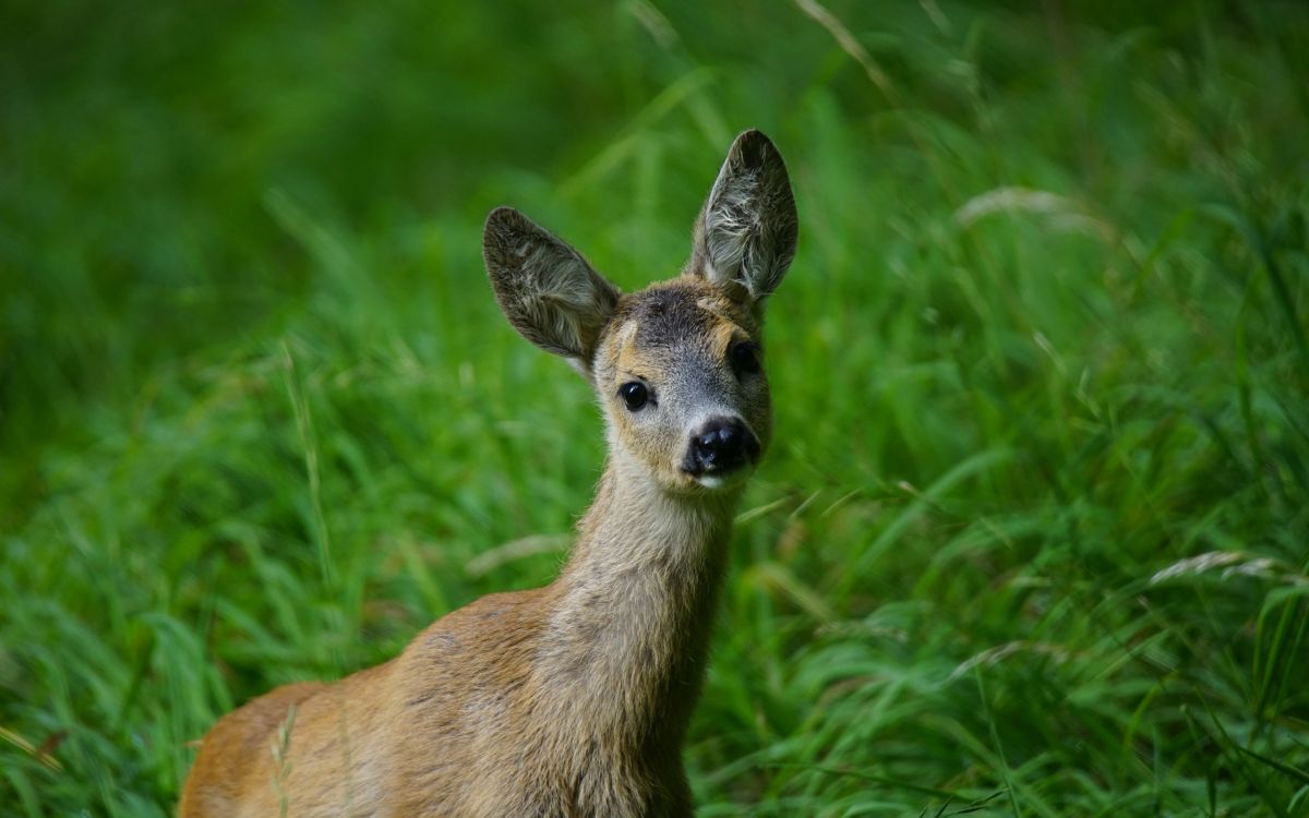 brown deer on green grass during daytime