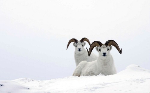 Image three white sheep on snow covered ground during daytime