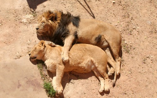 Image brown lion lying on ground during daytime