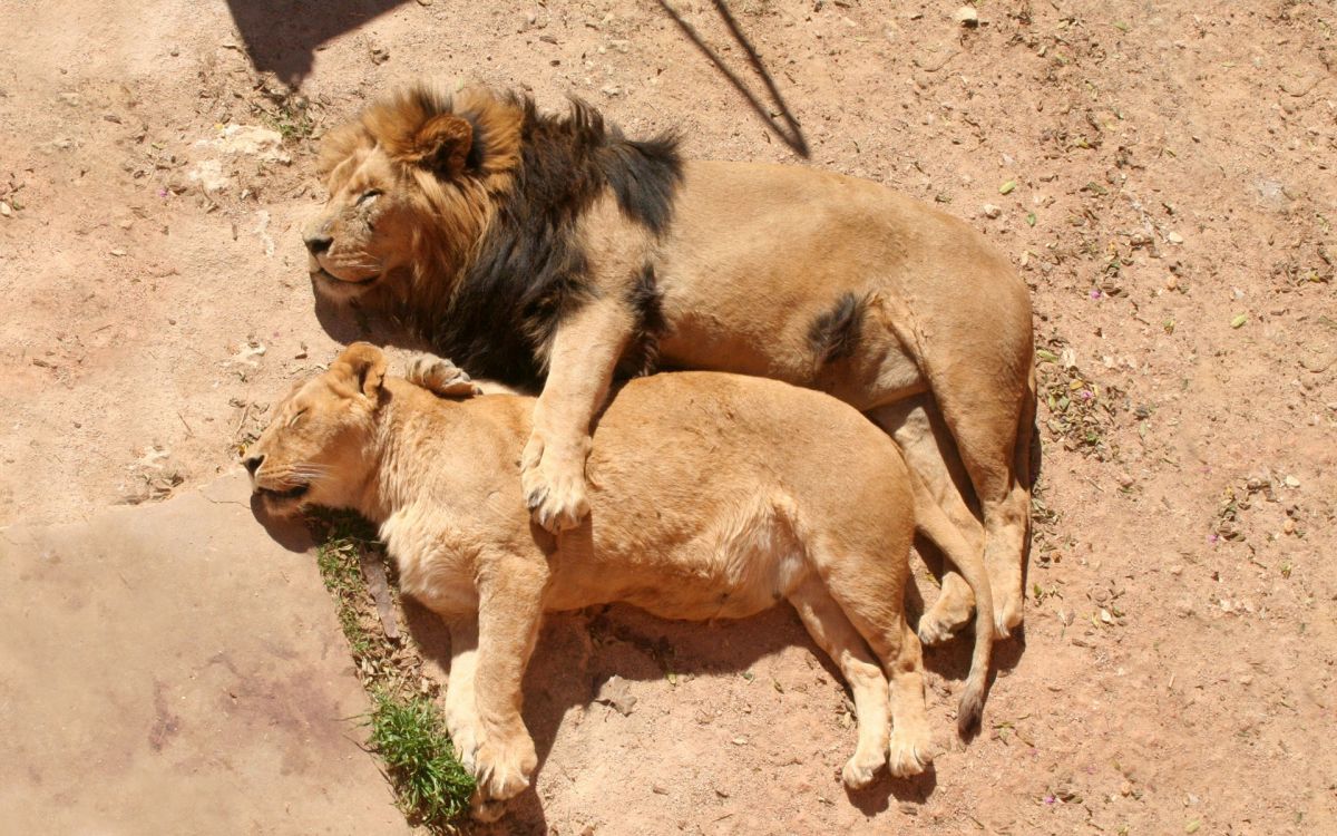 brown lion lying on ground during daytime