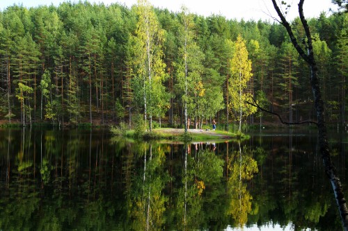 Image green trees beside lake during daytime