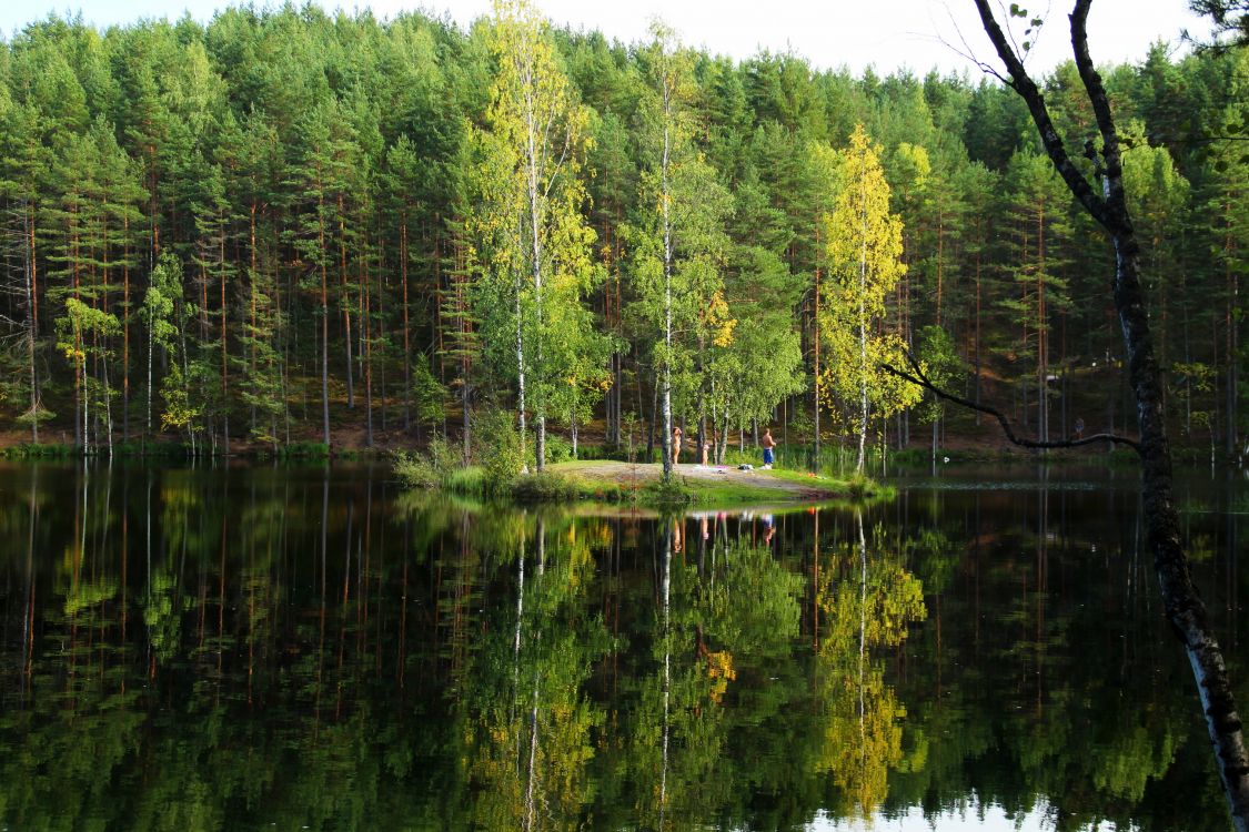 green trees beside lake during daytime