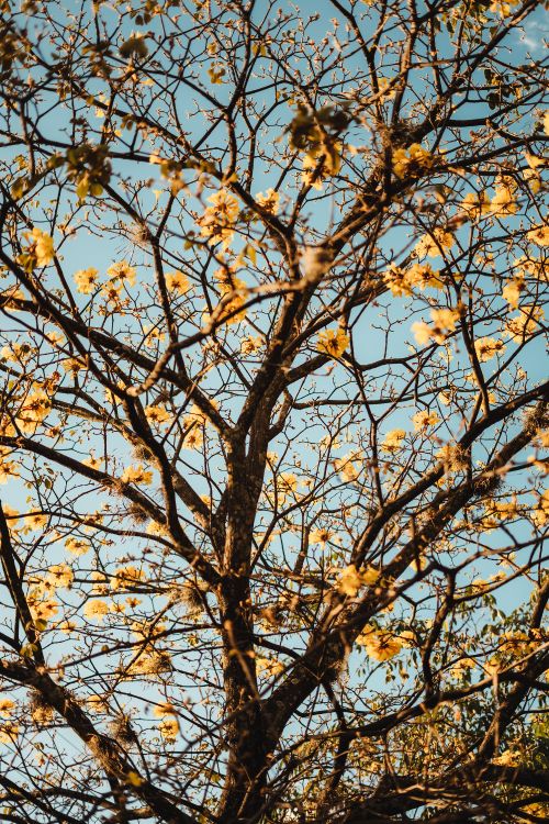 Sucursal, Ramita, Planta Leñosa, Amarillo, de Hoja Caduca. Wallpaper in 4000x6000 Resolution