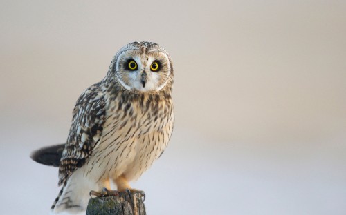 Image white and black owl on brown wooden stick